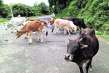 Stray cattle on a road in Palampur