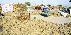 The stock of wheat lying at Rajpura grain market on Thursday.