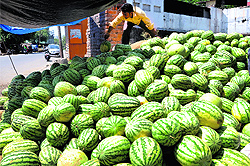 A man arranges a heap of watermelons for selling as demand of the fruit has increased with the rise in temperature in Dehradun