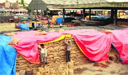 A man covers wheat with a sheet at New Grain Market in Jalandhar on Friday. Photo: Sarabjit Singh