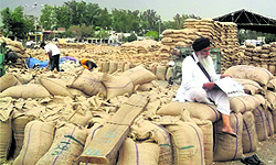 The wheat crop waiting to be lifted at the Jagraon grain market on Friday