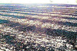 A view of the wheat field that was gutted in fire at Chaunkiman village near Jagraon on Friday