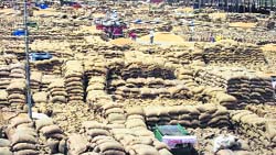 Wheat bags awaiting lifting in the Fazilka Grain Market on Friday. 