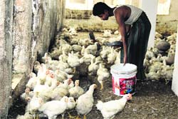A worker feeds hens at a poultry farm in Bathinda on Saturday. tribune photo: Pawan Sharma 
