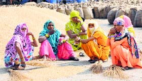 Women labourers rest at the new grain market in Karnal on Saturday.