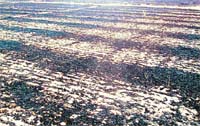A charred field after a fire broke out at Chaunkiman village, near Jagraon, on Friday. A Tribune photograph