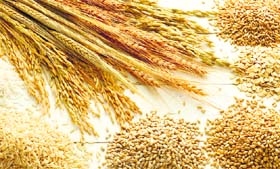 Include whole grains such as whole wheat, broken wheat, durum, bajra, jowar, ragi in your daily diet