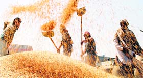 Labourers separate grains of wheat from husk at a distribution centre on the outskirts of Amritsar on Sunday.