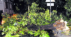 A tree that was uprooted in Sector 21, Chandigarh, during the storm on Sunday