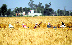Farmers harvest wheat crop on the outskirts of Jammu. Farms and forest areas are at a risk of catching fire in summer season