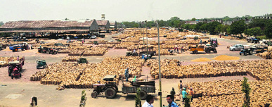 A view of the Rampura grain market in Bathinda on Monday.