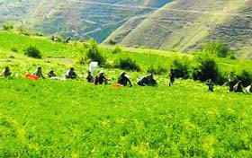 Farmers pick up peas from the fields in Jaunpur development region of Garhwal.
