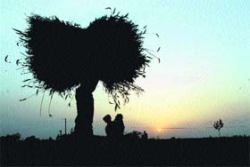 No rest on sunset: Labourers work in a wheat field near a Jalandhar village