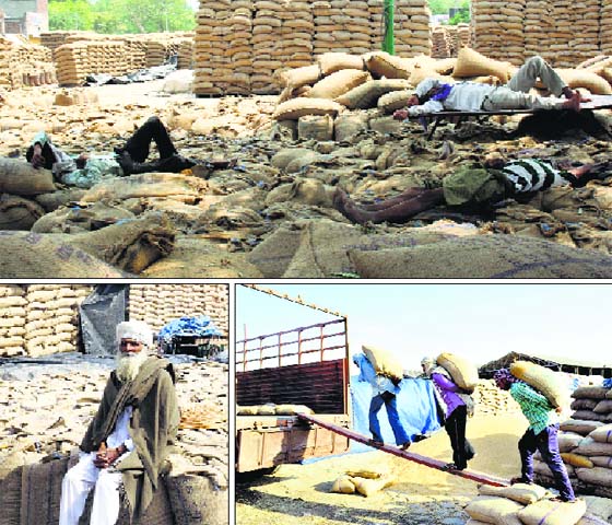 Endless wait: Tonnes of wheat await lifting at the Faridkot, Patiala and Rajpura grain markets
