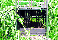 A trap laid by the Punjab Forest and Wildlife Department at Rampur Kalan village on Wednesday