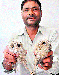 Owlets and (below) newborn parrot chicks  rescued from a house in Sector 30, Chandigarh