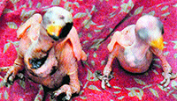 newborn parrot chicks  rescued from a house in Sector 30, Chandigarh