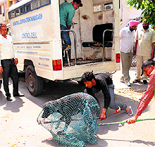 A team of the MC catches a stray dog in Sector 20-A, Chandigarh, on Wednesday