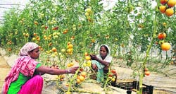Farm labourers harvest tomatoes grown in polyhouse at Centre of Excellence for Vegetables at Kartarpur near Jalandhar. Photo: Sarabjit Singh 