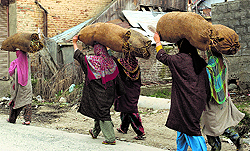 Women carry sacks of grass on their head as they walk towards their home at Damhal in Anantnag, south of Srinagar, on Wednesday