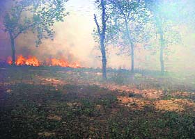Throwing norms to the wind: Paddy stubble being burnt at Lehra Mohabbat village in Bathinda on Thursday