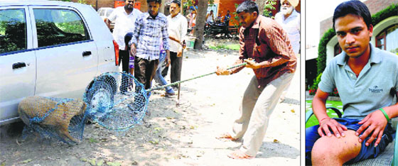 MC employees catch a stray dog in Sector 20, Chandigarh, on Thursday; and (right) Varinder Kohli, a Sector 9 resident who was bitten twice by stray dogs last month, shows his injury marks.