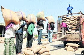 Toiling hard: Labourers load sacks of wheat into a truck at a grain market in Jalandhar