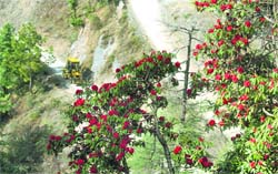 Rhododendron trees in full bloom at a forest in Shimla. 