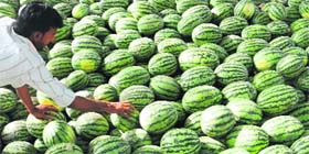 A vendor arranges watermelons in Mohali.
