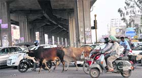 Stray cattle roam freely on a road near the Kalka-Zirakpur light point