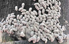 Mealy bugs around a tree in Sector 49, Chandigarh.