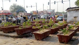 Cemented flower pots that replaced the hawkers' eateries recently outside the gate number one of the institute