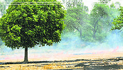 Farmers continue to burn wheat stubble with impunity