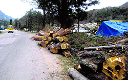 A view of logs of mango trees felled along National Highway 21 at Jarol near Sundernagar