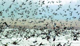 A file photo of migratory birds at the Hokersar wetland, 16 km from Srinagar.