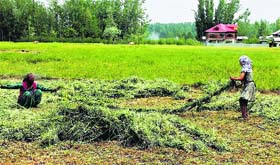 A woman and her daughter work in a field at Awantipora in Pulwama district  on Sunday.
