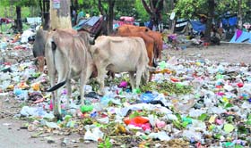 Feeding on waste: Cattle graze on garbage in Haridwar on Monday