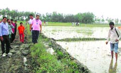 Saathi paddy being destroyed by Agriculture Department officials in Indri on Monday. A tribune photograph