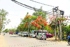 Cemented and concrete electric poles carrying power cable dot the main dividing road of sector 12, 13 and 15 at Faridabad