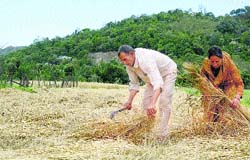 A farmer tries to dry rain-soaked wheat in his fields near Mandi on Tuesday. Photo: Jai Kumar