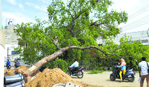 The uprooted tree at Old District Courts Chowk in Ludhiana. 