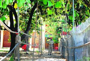Police personnel deployed at the counting centres on the PAU campus in Ludhiana.