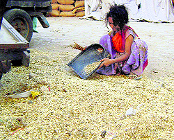 A woman picks wheat from waste at the grain market in Mandi Ahmedgarh