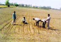 Farmers re-planting BT Cotton seed at a village in Fazilka district. Tribune photo