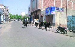 A herd of stray animals at the Namdev Road in Bathinda on Saturday. The presence of these animals causes panic among residents and shopkeepers in the area. Photo: Gurdeep Singh Mann