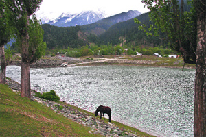 A horse grazes on the banks of a lake in Gagangir, east of Srinagar, on Sunday. 