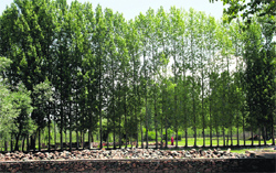 Cotton-type pollen produced by Russian poplar trees in the Kashmir valley has worried people