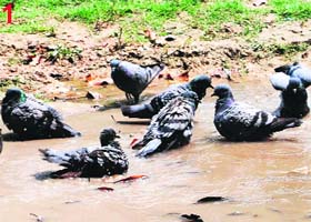 Birds in a pool of water