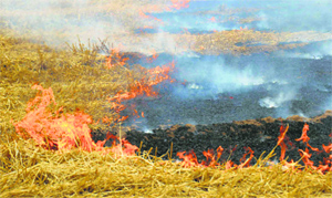 The number of residents suffering from respiratory diseases is on the rise in Ludhiana.