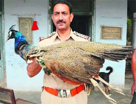 An official of the Society for Prevention of Cruelty towards Animals shows a peacock that died after being poisoned by an unidentified person at Bohru village in Amritsar on Tuesday.